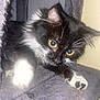 Chachou participe au concours pour gagner de l'argent avec cette photo : animal, black_and_white, cat, claws, close_up, cozy, crouching, curious, feline, fur, furry, indoor, paw, pet, playful, resting, soft, whiskers, yellow_eyes, young_cat