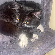 Chachou participe au concours pour gagner de l'argent avec cette photo : animal, black_cat, cat, cat_tree, claws, cozy, curled_up, cute, domestic_cat, feline, fur, fur_texture, indoor, paw, pet, resting, sleepy, whiskers, white_paws, yellow_eyes