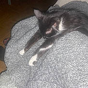 Chachou a rejoint le concours — aidez-le/la à gagner de superbes lots ! animal, black_and_white_cat, blanket, cat, comfort, cozy, feline, floor, gray_blanket, home, indoor, knitted_blanket, paws, pet, relaxed, sleeping, slippers, stretching, union_jack, wooden_floor