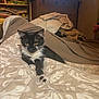 Chachou a rejoint le concours — aidez-le/la à gagner de superbes lots ! animal, bedroom, black_and_white, blanket, cat, cozy, curious, cute, dressing_table, fabric, furniture, home, indoor, kitten, pattern, paw, pet, relaxed, stretching, television