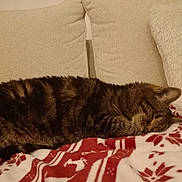 Edenne participe au concours pour gagner de l'argent avec cette photo : cat, tabby, sleeping, blanket, red, white, couch, pillows, cozy, indoor, feline, resting, fur, pet, domestic, comfort, relaxation, closeup, animal, warm