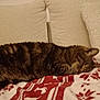 cat, tabby, sleeping, blanket, red, white, couch, pillows, cozy, indoor, feline, resting, fur, pet, domestic, comfort, relaxation, closeup, animal, warm