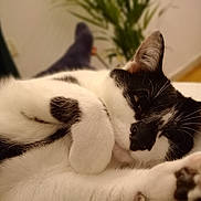 Sherlock participe au concours pour gagner de l'argent avec cette photo : cat, black_and_white, feline, pet, sleepy, relaxed, paw, fur, indoor, blurred_background, closeup, whiskers, cute, resting, animal, mammal, domestic, soft, lying_down, cozy