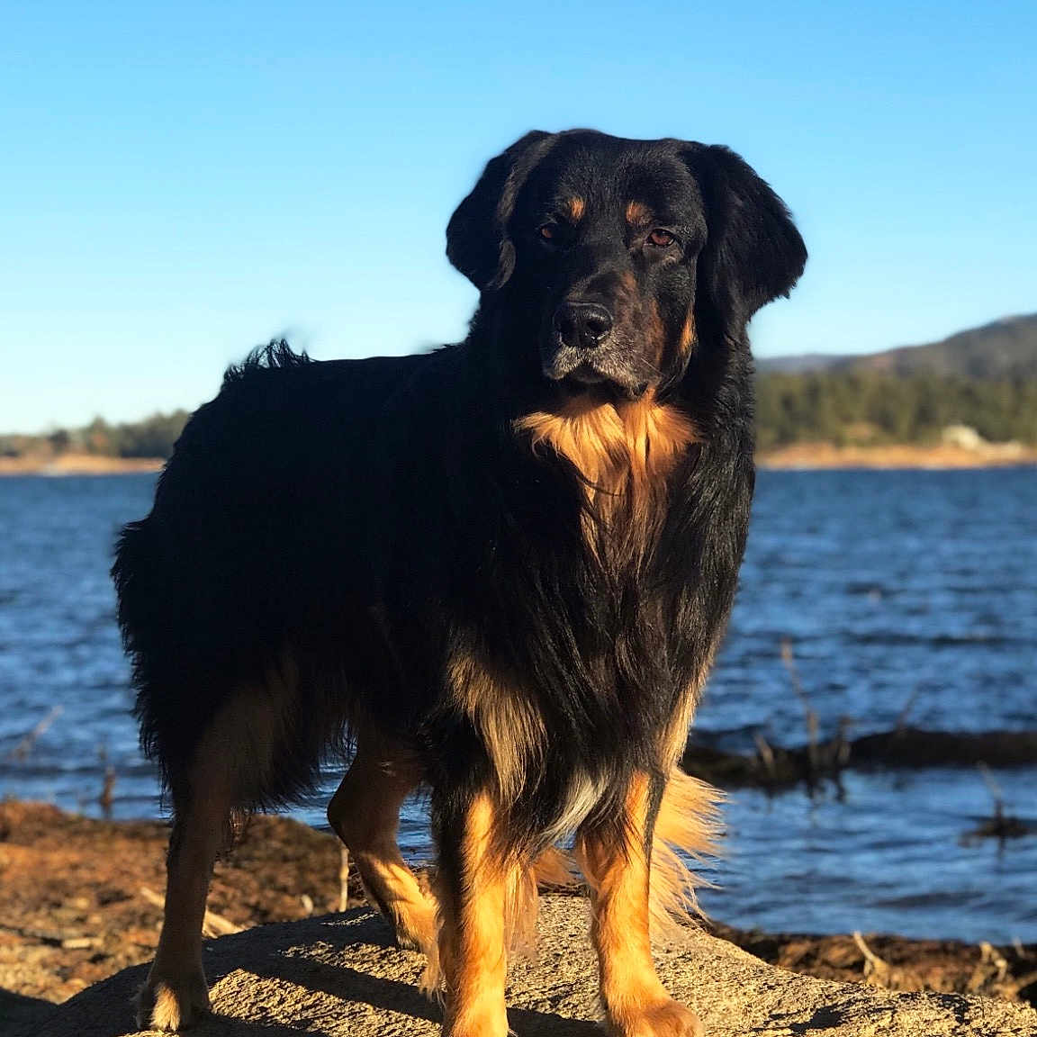 Atlas