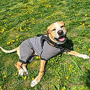 Roman joined the competition — help win amazing prizes! dog, grass, flowers, yellow_flowers, outdoor, sunny, pet_clothing, canine, happy, smiling, leash, nature, greenery, playful, relaxed, animal, mammal, daylight, cute, portrait