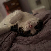 Daisy joined the competition — help win amazing prizes! animal, bed, cat, closeup, cozy, cute, domestic, feline, fur, indoor, lying_down, paw, pet, purple, quilt, relaxed, resting, sleepy, soft, whiskers