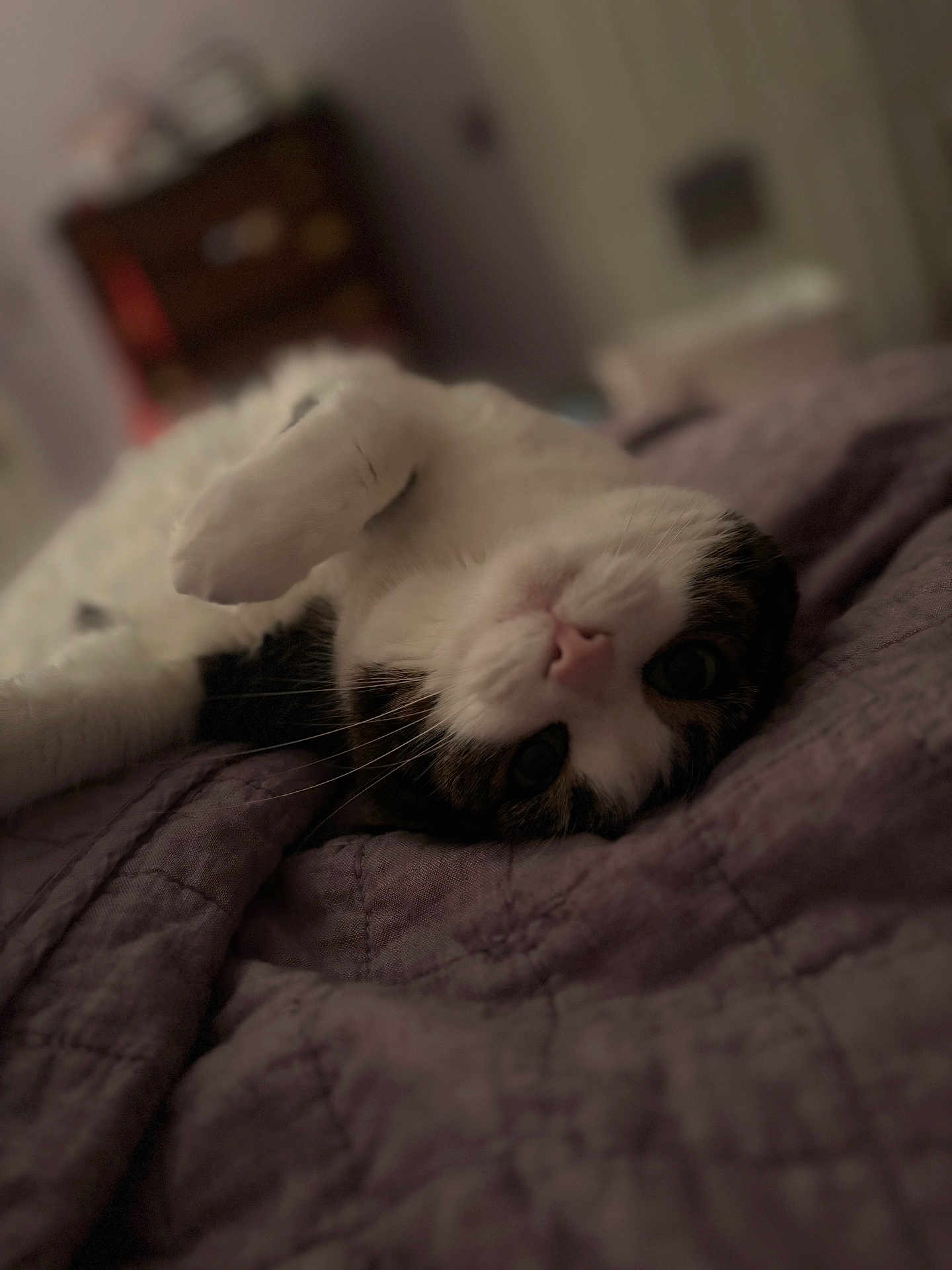Daisy
