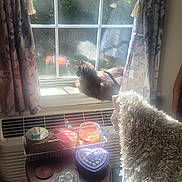 Ra'Mone Marlin joined the competition — help win amazing prizes! cat, window, curtains, sunlight, reflection, chair, cushion, table, candles, heart_shaped_box, indoor, decor, glass, furniture, fluffy, cozy, daylight, home, relaxing, pet