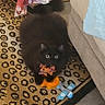 cat, black_cat, animal, pet, bow_tie, toy, toy_airplane, leopard_print_rug, indoor, floor, curtain, couch, furniture, playful, fluffy, eyes, orange, blue, plaid, cozy