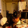 Ra'Mone Marlin is registered to the contest to win money with this photo: cat, black_cat, bow, tablecloth, leaf_pattern, kitchen, refrigerator, bicycle, indoor, decor, orange_bow, furniture, pet, animal, domestic, warm_lighting, table, home, cozy, curious