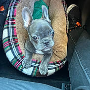 Princess Layah is registered to the contest to win money with this photo: puppy, dog, pet_bed, plaid, gray, ears, car_interior, floor, shoes, cozy, curious, small, cute, animal, indoor, seat, footwear, resting, young, companion