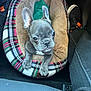 puppy, dog, pet_bed, plaid, gray, ears, car_interior, floor, shoes, cozy, curious, small, cute, animal, indoor, seat, footwear, resting, young, companion