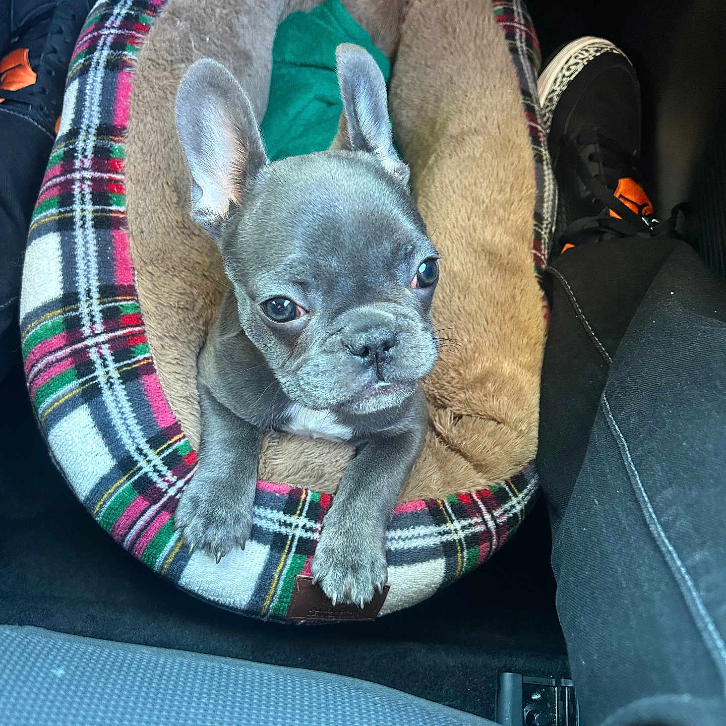 Princess Layah is registered to the contest to win money with this photo: animal, car_interior, companion, cozy, curious, cute, dog, ears, floor, footwear, gray, indoor, pet_bed, plaid, puppy, resting, seat, shoes, small, young