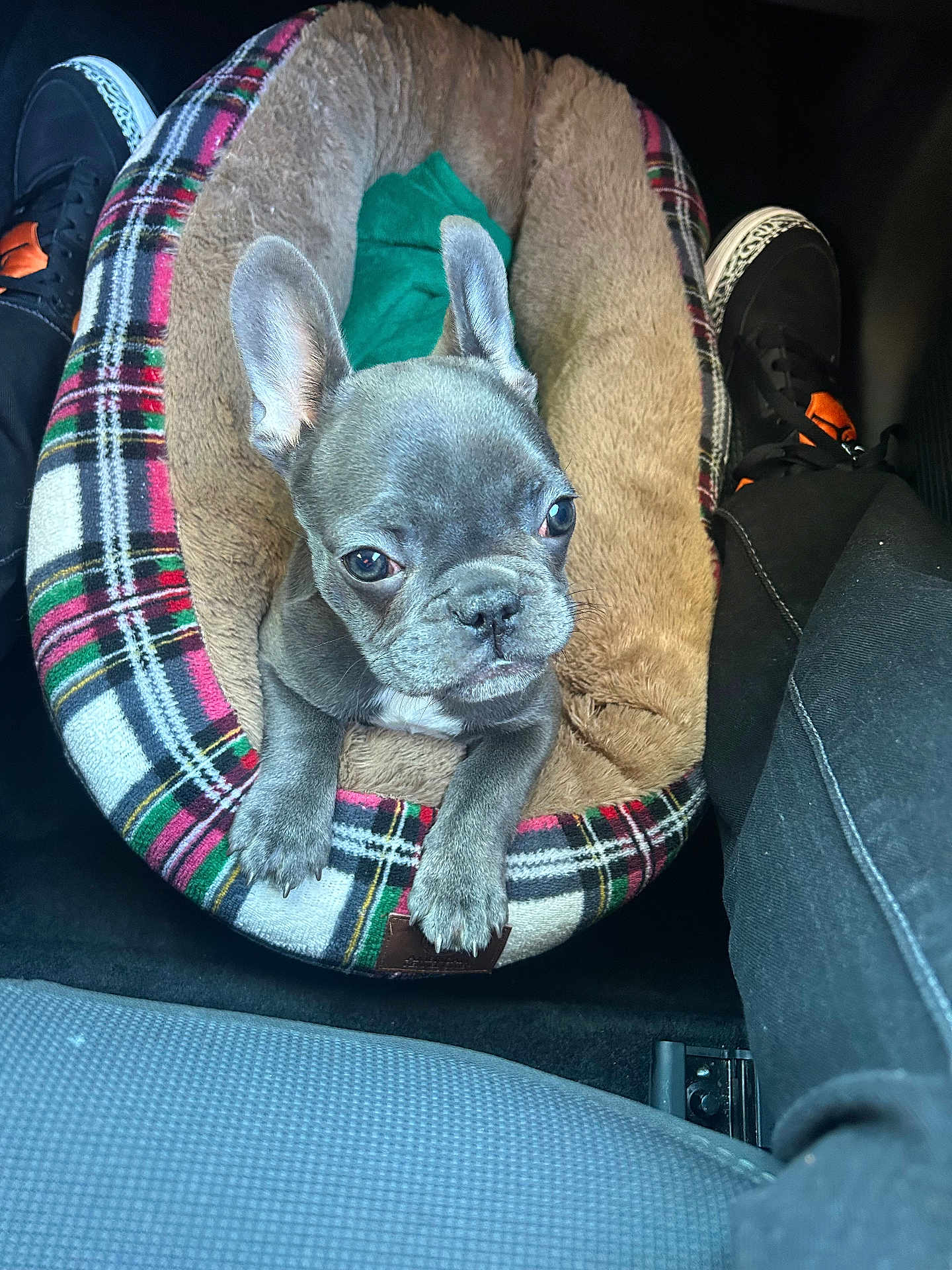 Princess Layah is registered to the contest to win money with this photo: puppy, dog, pet_bed, plaid, gray, ears, car_interior, floor, shoes, cozy, curious, small, cute, animal, indoor, seat, footwear, resting, young, companion