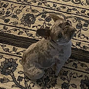 Cierra joined the competition — help win amazing prizes! animal, attentive, beige, black, brown, carpet, companion, cute, dog, domestic, ears, floor, fur, indoor, looking_up, patterned_rug, pet, sitting, small_dog, speckled_coat