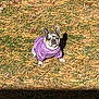 animal, cute, daylight, dog, fall, french_bulldog, fur, grass, ground, leaf, looking_up, nature, outdoor, pet, pine_needles, purple_sweater, shadow, sitting, small_dog, sunlight