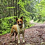 Tio a rejoint le concours — aidez-le/la à gagner de superbes lots ! dog, animal, forest, trail, nature, outdoor, tree, greenery, leaves, rocks, canine, pet, walking_path, adventure, happy, ears_up, tongue_out, standing, woods, daylight