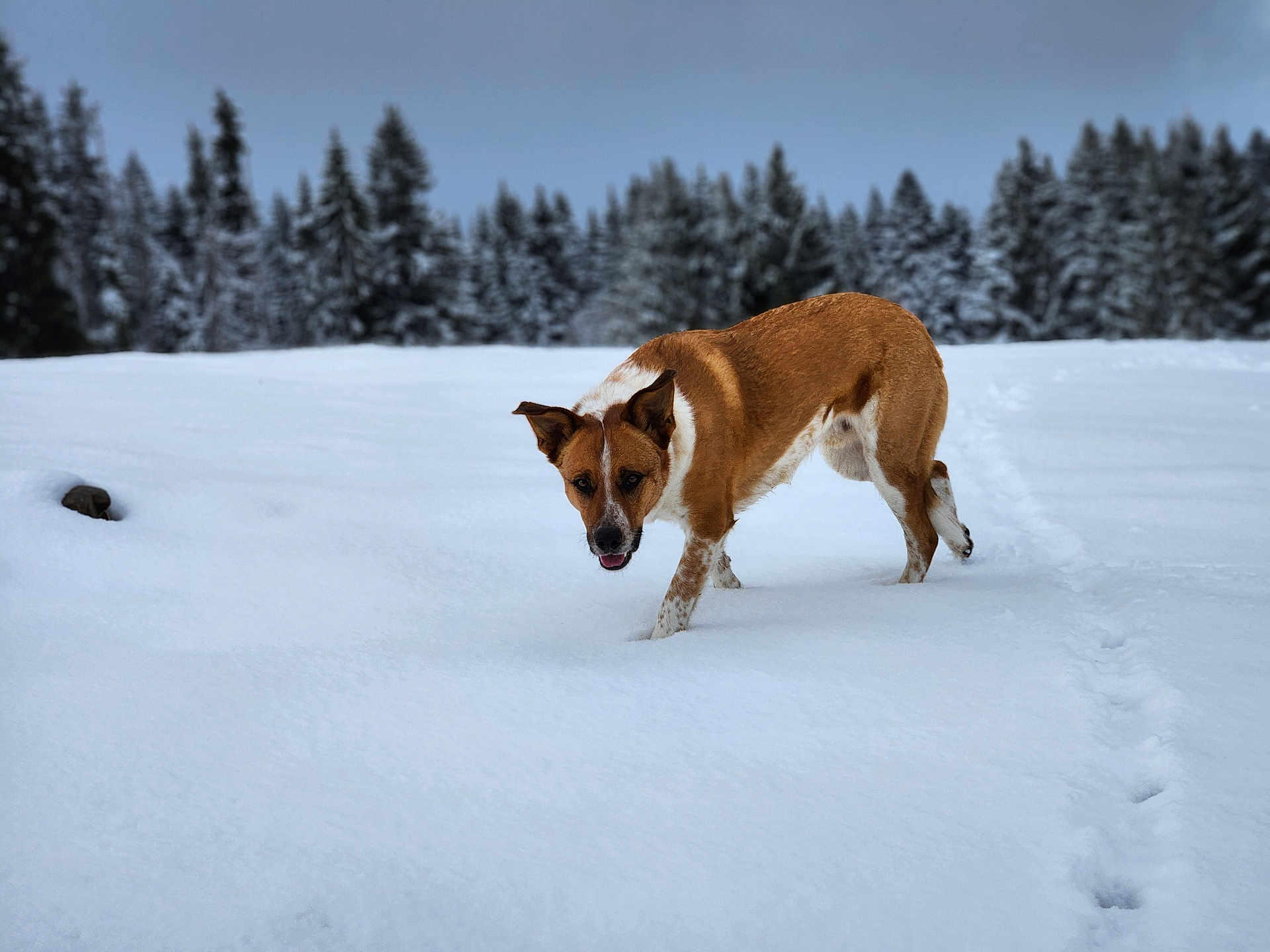 Tio participe au concours pour gagner de l'argent avec cette photo : dog, snow, winter, forest, outdoor, animal, canine, paw_prints, nature, cold, walking, brown, white, fur, trees, landscape, daylight, adventure, explorer, curious