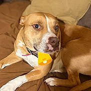 Peaches joined the competition — help win amazing prizes! dog, brown_cushion, tan_dog, white_paws, collar, yellow_tag, indoor, pet, relaxed, lounging, canine, fur, snout, ears, four_legs, pink_nose, close_up, domestic_animal, resting, companion