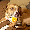 dog, brown_cushion, tan_dog, white_paws, collar, yellow_tag, indoor, pet, relaxed, lounging, canine, fur, snout, ears, four_legs, pink_nose, close_up, domestic_animal, resting, companion