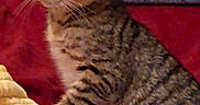 Lil Kitty is registered to the contest to win money with this photo: animal, blanket, cat, cozy, curious, cute, domestic, feline, fur, indoor, kitten, pet, resting, side_view, small, soft, striped, tabby, whiskers, young