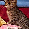 animal, blanket, cat, cozy, curious, cute, domestic, feline, fur, indoor, kitten, pet, resting, side_view, small, soft, striped, tabby, whiskers, young