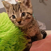 Lil Kitty joined the competition — help win amazing prizes! animal, cat, closeup, curious, cute, domestic, ears, eyes, face, fluffy, furry, green_pillow, indoor, kitten, pet, pink_blanket, small, tabby, whiskers, young
