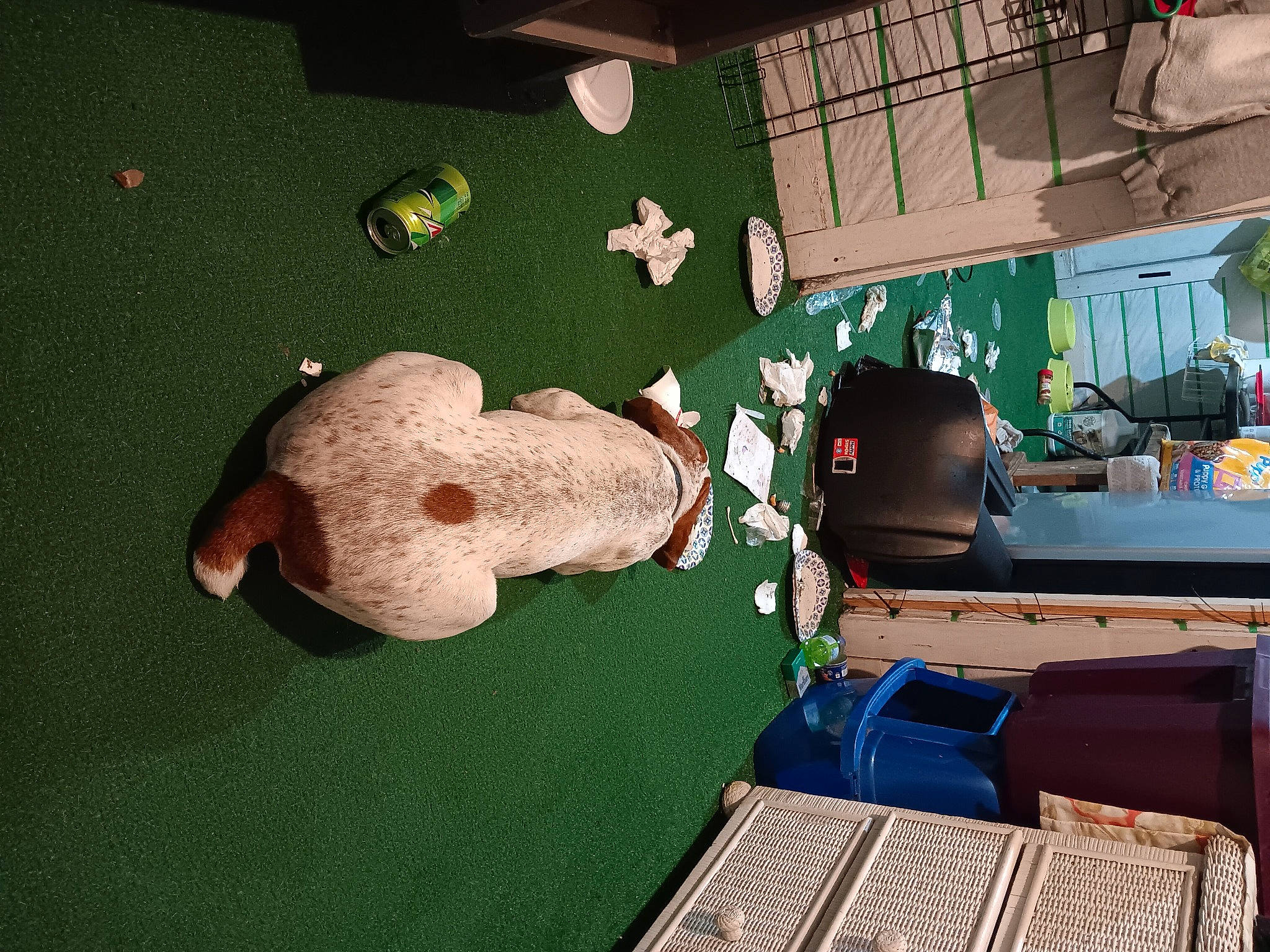 Bailey joined the competition — help win amazing prizes! art, baby_toys, bag, couch, flooring, fun, games, green, houseplant, indoor_games_and_sports, luggage_and_bags, office_equipment, play, plush, room, stuffed_toy, teddy_bear, toy, wood