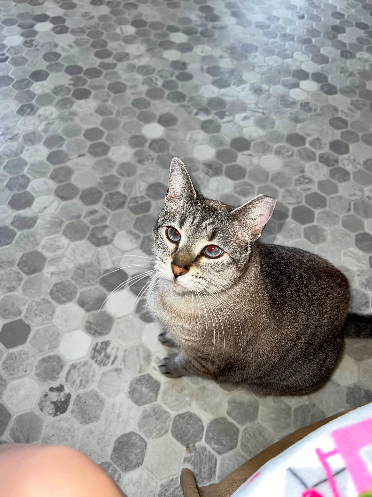 Rowen Rose is registered to the contest to win money with this photo: carnivore, cat, ceramic, comfort, domestic_short_haired_cat, felidae, flooring, fur, grey, illustration, linens, pattern, paw, road_surface, sitting, small_to_medium_sized_cats, snout, tail, whiskers, wildlife