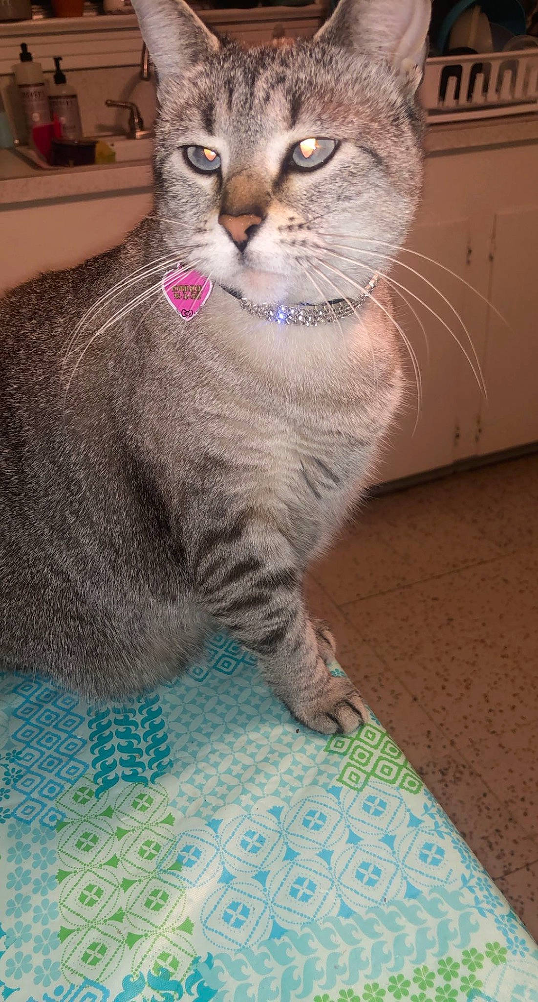 Rowen Rose joined the competition — help win amazing prizes! blue, carnivore, cat, domestic_short_haired_cat, fawn, felidae, flooring, fur, pattern, paw, small_to_medium_sized_cats, snout, tail, terrestrial_animal, whiskers