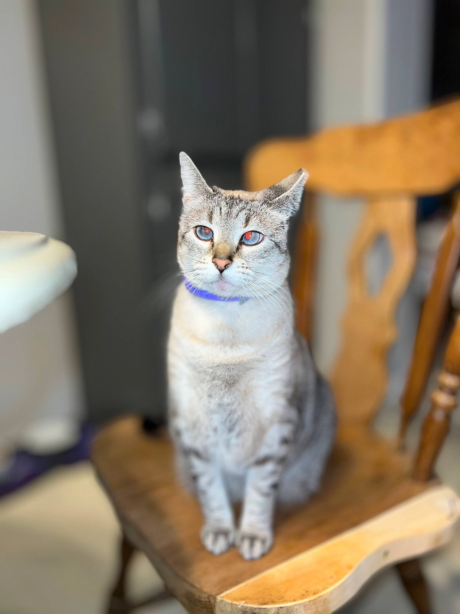 Rowen Rose joined the competition — help win amazing prizes! carnivore, cat, chair, comfort, domestic_short_haired_cat, door, felidae, fur, grey, sitting, small_to_medium_sized_cats, snout, tail, whiskers, wood
