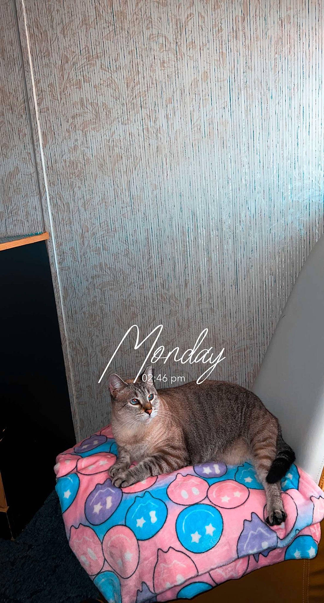 Rowen Rose is registered to the contest to win money with this photo: carnivore, cat, comfort, couch, domestic_short_haired_cat, felidae, flooring, fur, grey, hardwood, linens, mammal, metal, room, sitting, small_to_medium_sized_cats, tail, whiskers, wood