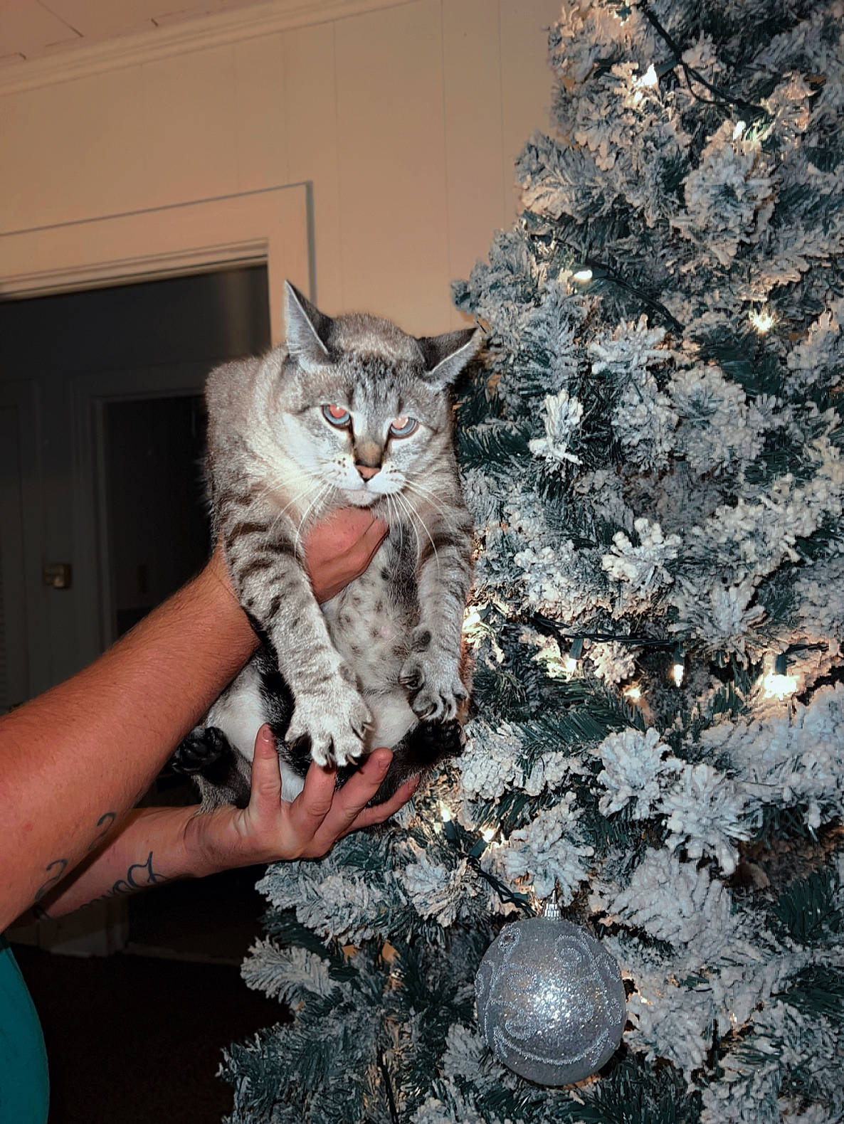 Rowen Rose is registered to the contest to win money with this photo: carnivore, cat, christmas_ornament, conifer, domestic_short_haired_cat, event, felidae, freezing, fur, gesture, pattern, paw, plant, sitting, small_to_medium_sized_cats, tail, tree, whiskers, winter, wood