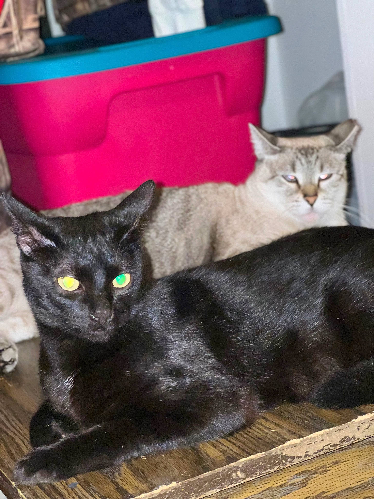 Pepper joined the competition — help win amazing prizes! bag, black_cat, bombay, box, carnivore, cat, claw, comfort, couch, domestic_short_haired_cat, felidae, fur, grey, luggage_and_bags, paw, sitting, small_to_medium_sized_cats, snout, tail, whiskers