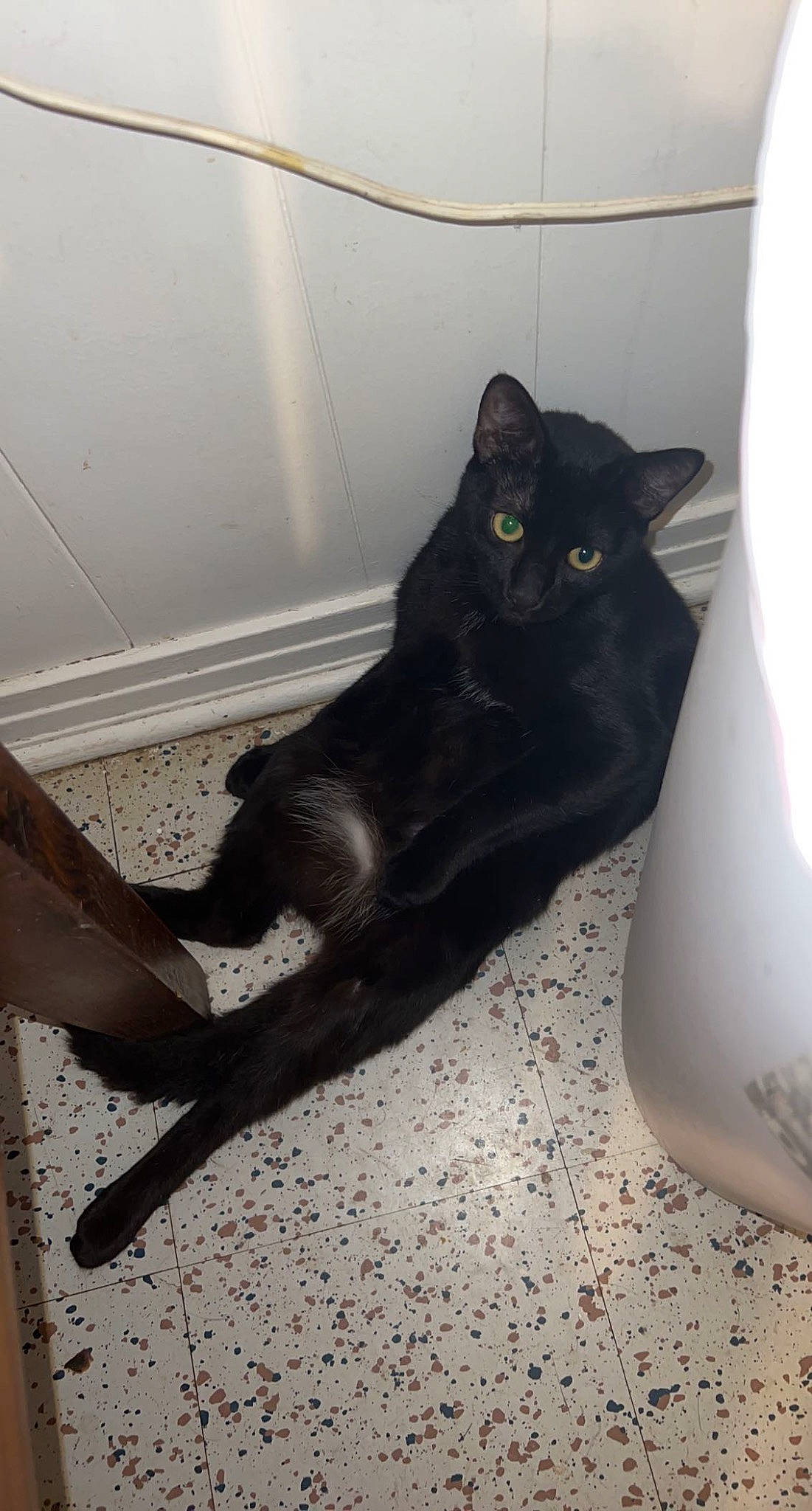 Pepper is registered to the contest to win money with this photo: black_cat, bombay, carnivore, cat, comfort, domestic_short_haired_cat, felidae, floor, flooring, fur, grey, hardwood, mammal, paw, small_to_medium_sized_cats, snout, tail, whiskers, window, wood