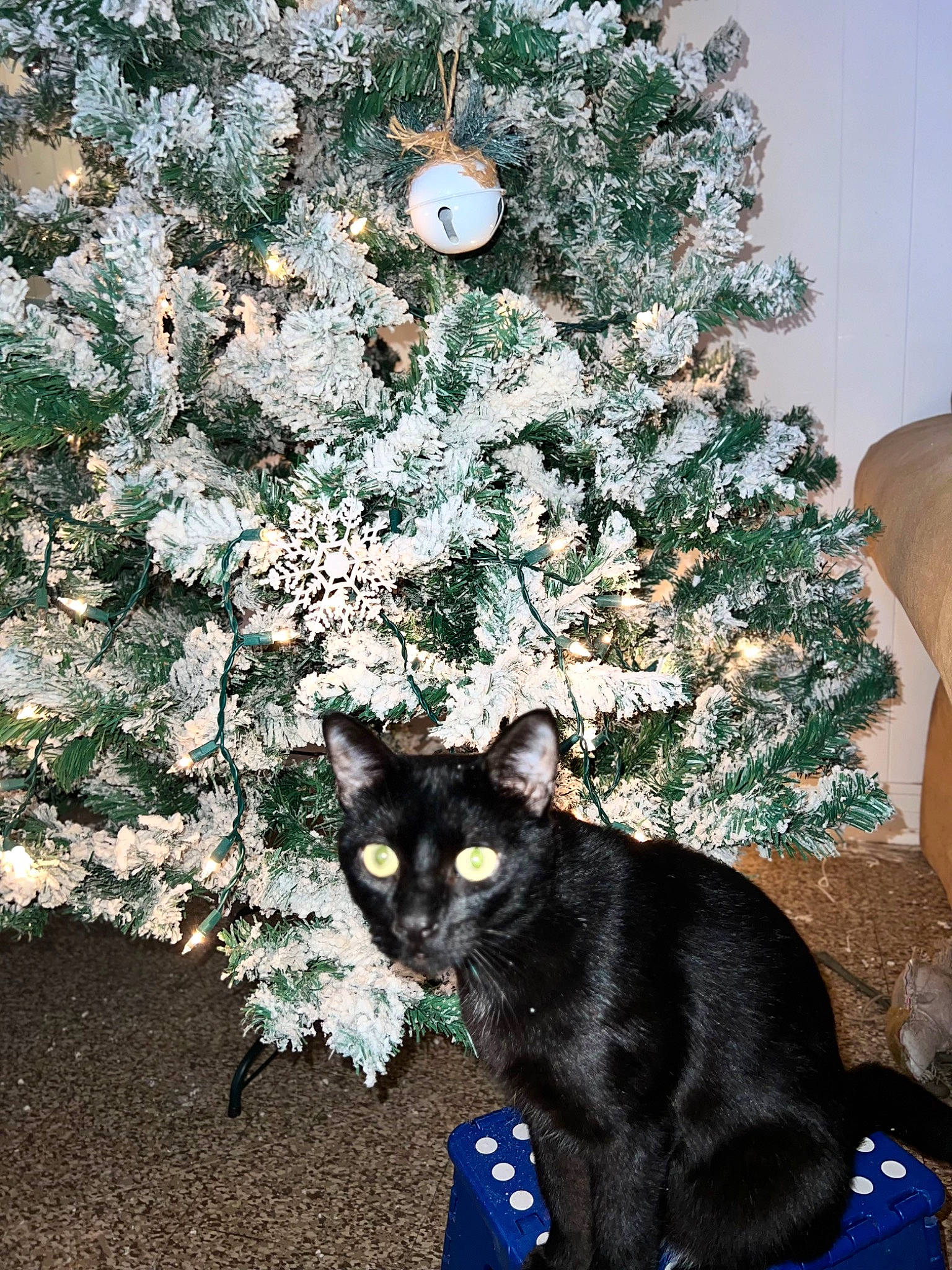 Pepper is registered to the contest to win money with this photo: carnivore, cat, christmas_decoration, christmas_ornament, christmas_tree, event, evergreen, felidae, holiday_ornament, houseplant, ornament, plant, small_to_medium_sized_cats, tail, tints_and_shades, tree, whiskers, white, window, woody_plant