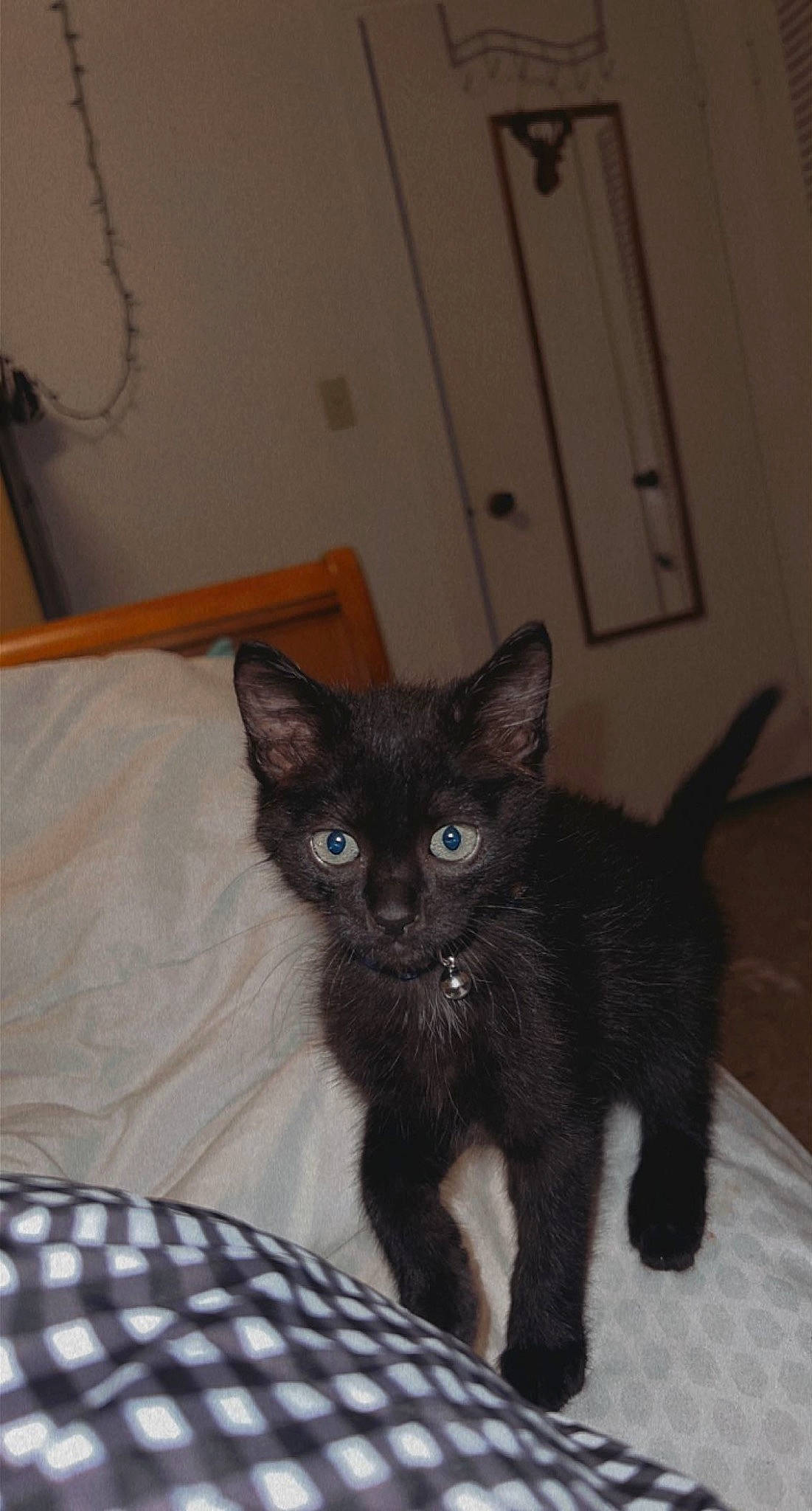 Pepper is registered to the contest to win money with this photo: black_cat, bombay, carnivore, cat, cat_supply, claw, comfort, domestic_short_haired_cat, felidae, fur, pattern, plaid, small_to_medium_sized_cats, snout, tail, tartan, terrestrial_animal, whiskers