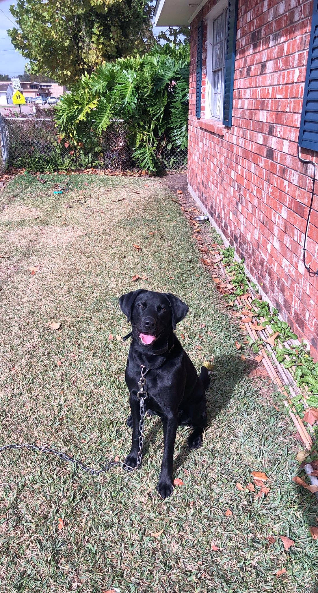 Shadow is registered to the contest to win money with this photo: borador, brick, brickwork, building, canidae, carnivore, collar, companion_dog, dog, dog_breed, dog_collar, grass, gun_dog, plant, road_surface, sporting_group, tail, tree, window, working_animal