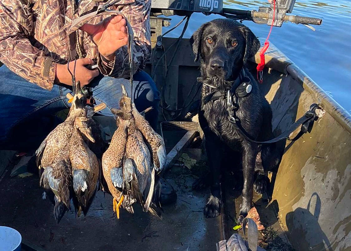 Shadow is registered to the contest to win money with this photo: carnivore, dog, dog_breed, dog_collar, fish, fish_products, guard_dog, hat, herd, hunting, hunting_dog, lake, recreation, water, wildlife_biologist, working_animal, working_dog