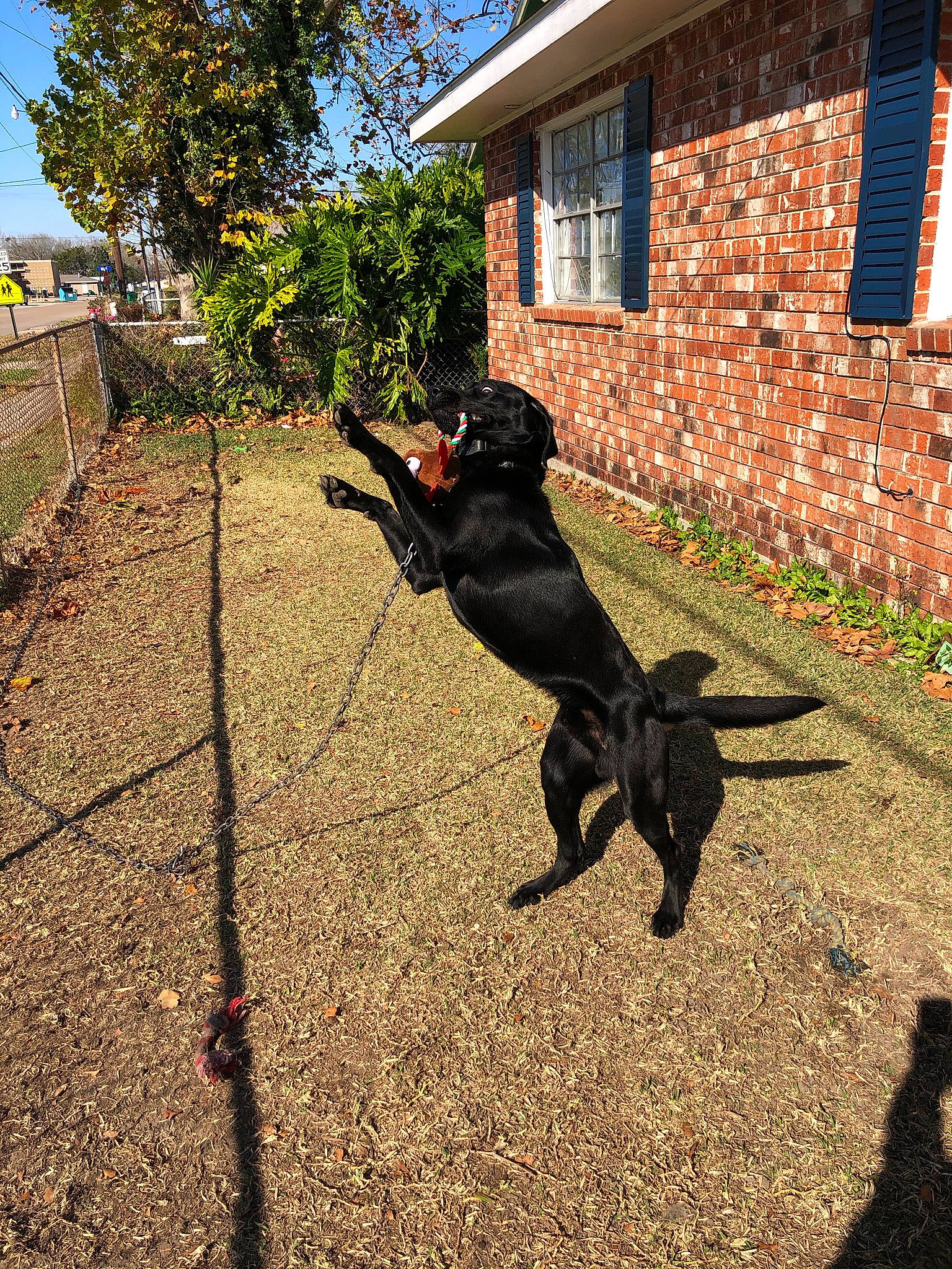 Shadow is registered to the contest to win money with this photo: asphalt, building, carnivore, dog, dog_breed, fence, grass, house, landscape, leash, plant, road_surface, shadow, sky, soil, tail, tints_and_shades, tree, window, working_animal