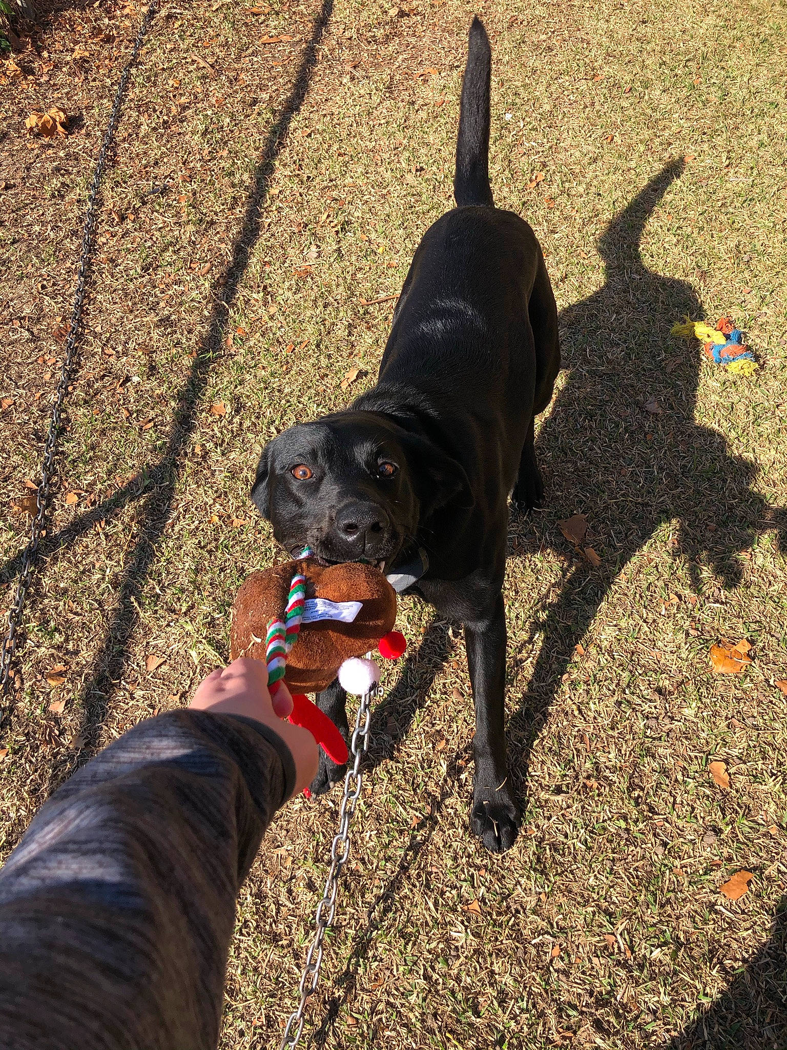 Shadow joined the competition — help win amazing prizes! canidae, carmine, carnivore, collar, companion_dog, dog, dog_breed, dog_collar, fashion_accessory, fawn, leash, pet_supply, plant, road_surface, sand, shadow, snout, soil, tail, working_animal