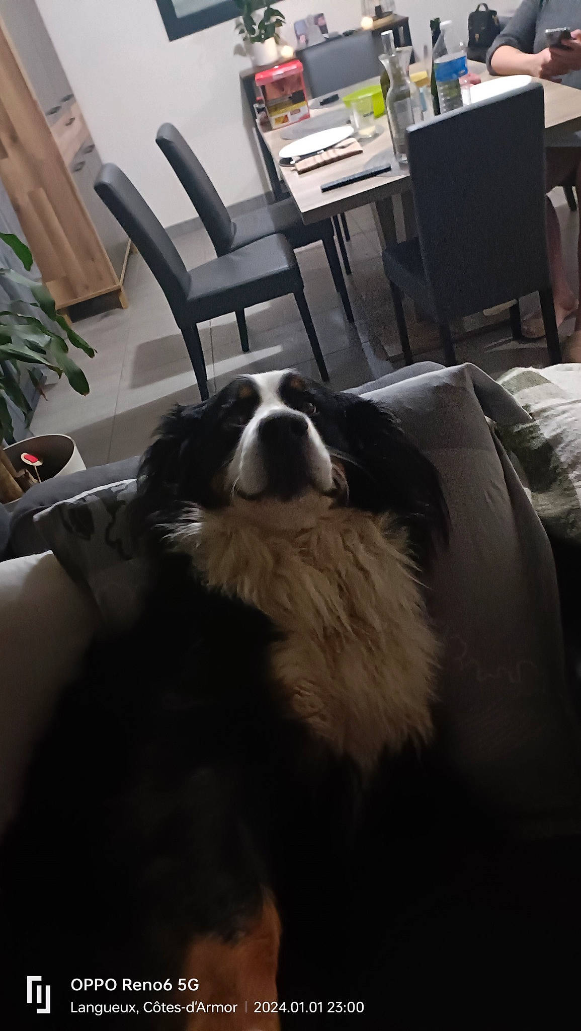 Pookie a rejoint le concours — aidez-le/la à gagner de superbes lots ! carnivore, chair, comfort, companion_dog, dog, dog_breed, floor, flooring, flowerpot, fur, furniture, hardwood, houseplant, king_charles_spaniel, landseer, plant, room, snout, table, whiskers