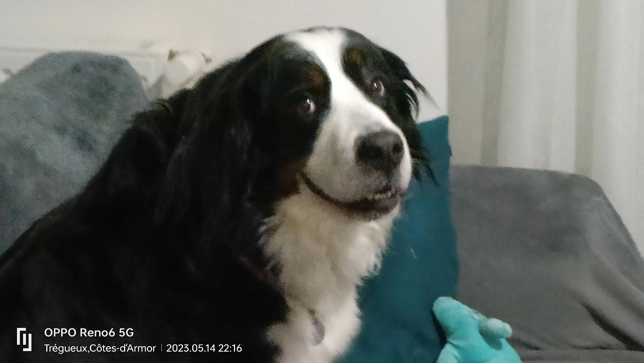 Pookie participe au concours pour gagner de l'argent avec cette photo : bored, canidae, carnivore, companion_dog, couch, curtain, dog, dog_breed, fur, gun_dog, herding_dog, snout, sporting_group, terrestrial_animal, whiskers, working_animal, working_dog