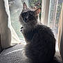 animal, cat, collar, cozy, curtains, cushion, daylight, fluffy, fur, gray_cat, home, indoor, looking, pet, shadow, sitting, sunlight, texture, whiskers, window