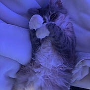 Daisy Baby is registered to the contest to win money with this photo: animal, blanket, cat, comfort, cozy, cute, domestic, feline, fluffy, fur, indoors, paws, pet, playful, purple_light, relaxed, resting, sleepy, soft_texture, whiskers