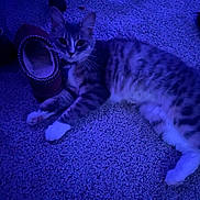 Daisy is registered to the contest to win money with this photo: abyssinian, accessories, animal, cat, clothing, couch, egyptiancat, footwear, furniture, hat, kitten, lighting, manx, person, pet, purple, sandal, shoe, siamese, strap