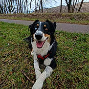 Toscane a rejoint le concours — aidez-le/la à gagner de superbes lots ! dog, grass, outdoor, happy, canine, heterochromia, nature, paw, fur, road, tree, leaf, animal, playful, pet, smiling, muzzle, black, white, brown