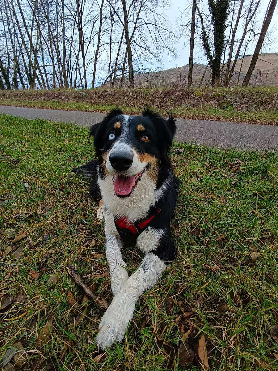 Toscane a rejoint le concours — aidez-le/la à gagner de superbes lots ! dog, grass, outdoor, happy, canine, heterochromia, nature, paw, fur, road, tree, leaf, animal, playful, pet, smiling, muzzle, black, white, brown
