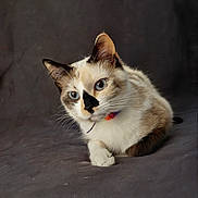 Ziggy Stardust joined the competition — help win amazing prizes! cat, blue_eyes, fur, pet, animal, whiskers, relaxed, indoor, close_up, cute, feline, portrait, laying_down, white_fur, brown_fur, black_marking, collar, domestic_cat, soft_texture, calm