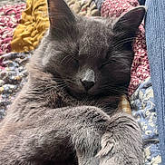 Kitty participe au concours pour gagner de l'argent avec cette photo : cat, gray_cat, sleeping, cozy, quilt, blanket, paws, fur, pet, relaxed, indoor, closeup, whiskers, nap, cute, feline, soft, resting, domestic_cat, comfort